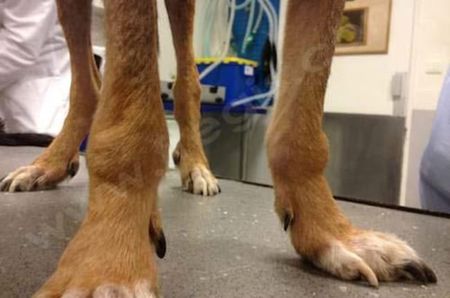 Maladie de Lyme chez le chien