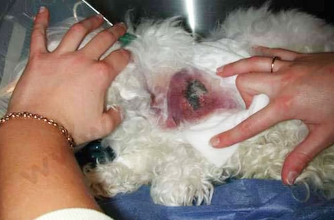 Mastocytome chez le chien