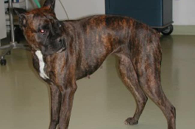 Myasthénie grave chez le chien