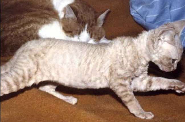 Myopathie héréditaire chez le chat