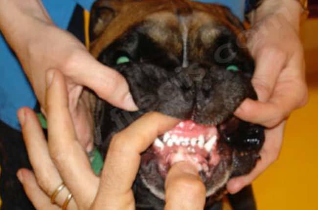 Myosite des muscles masticateurs chez le chien