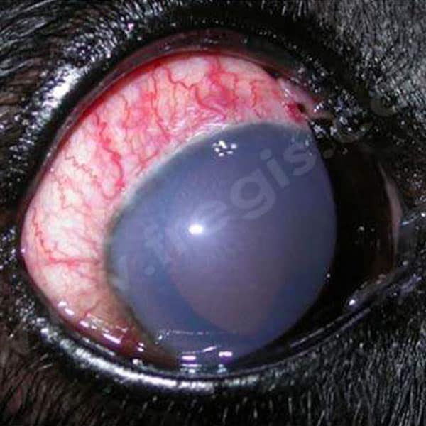 Cécités d'apparition brutale chez le chien et le chat : une urgence absolue