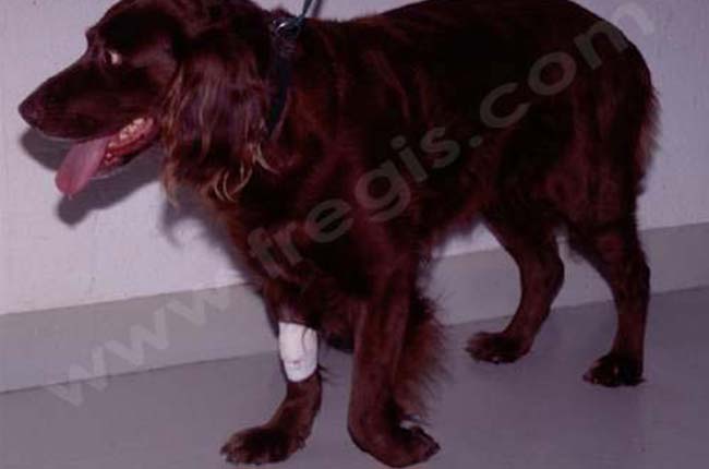 Paralysie des membres chez le chien