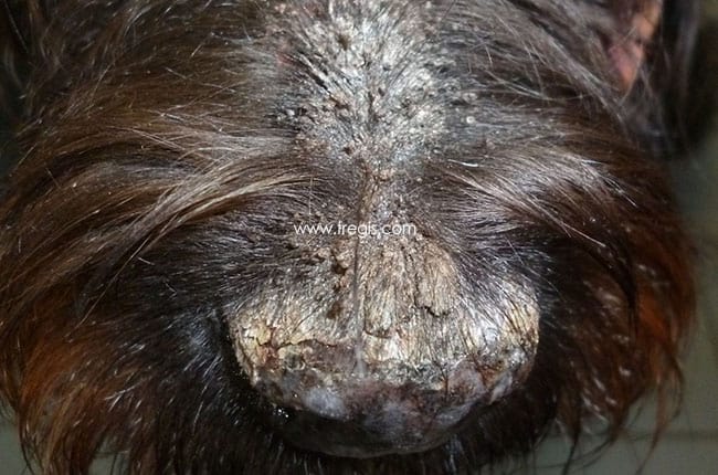 Pemphigus érythémateux chez le chien