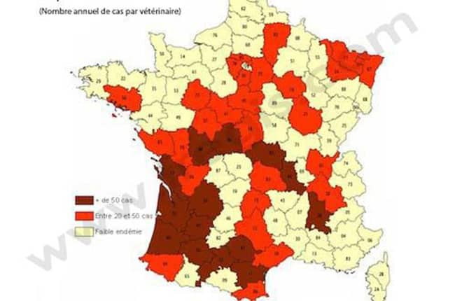 Piroplasmose (Babésiose) chez le chien