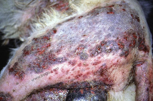 Cellulite idiopathique du Berger allemand
