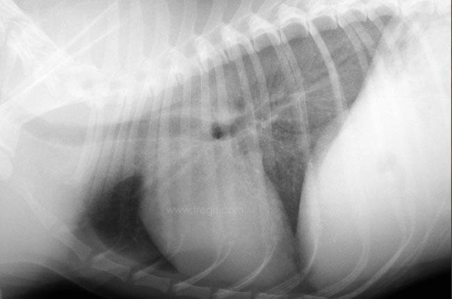 Pneumocystose chez le chien