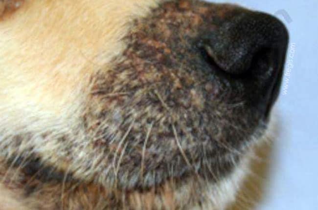 Cellulite juvénile canine