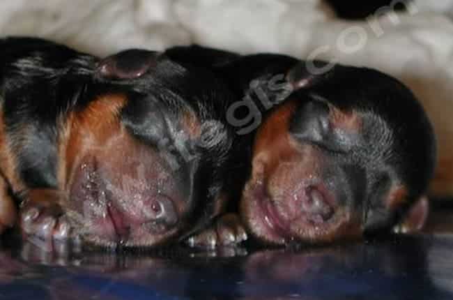 Soins des chiots
