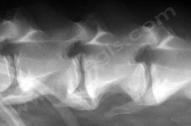 Spondylarthrose déformante chez le chien