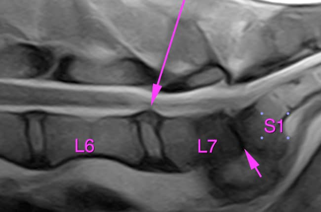 Sténose lombosacrée dégénérative chez le chien