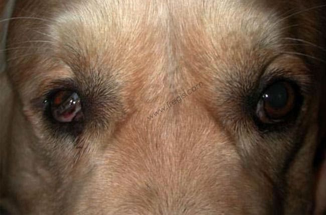 Asymétrie de la tête chez le chien