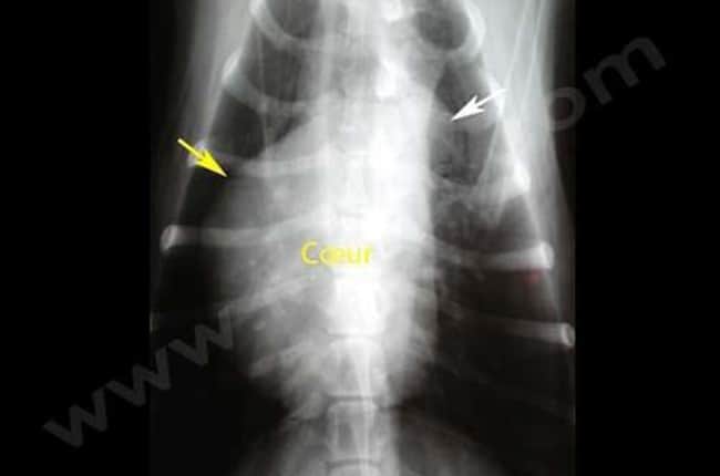 Sténose pulmonaire chez le chien