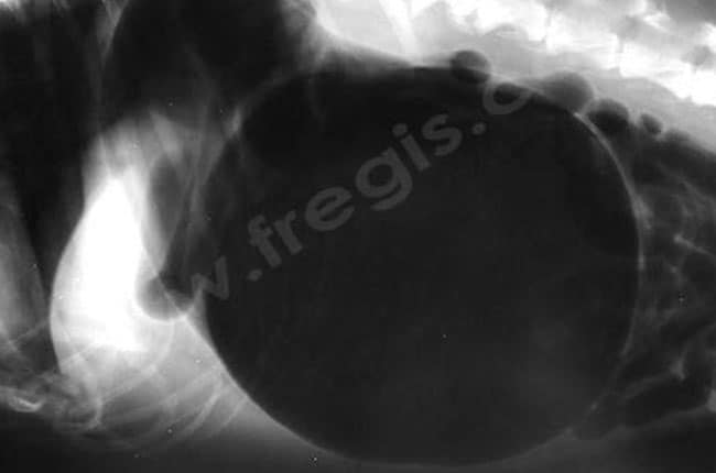 Syndrome de dilatation torsion de l'estomac chez le chien