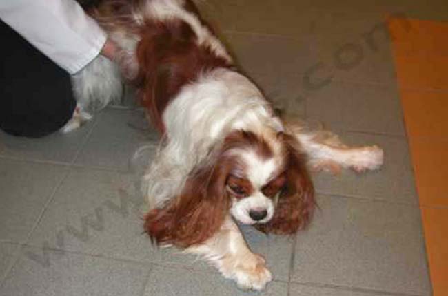 Syndrome de type Chiari chez le chien