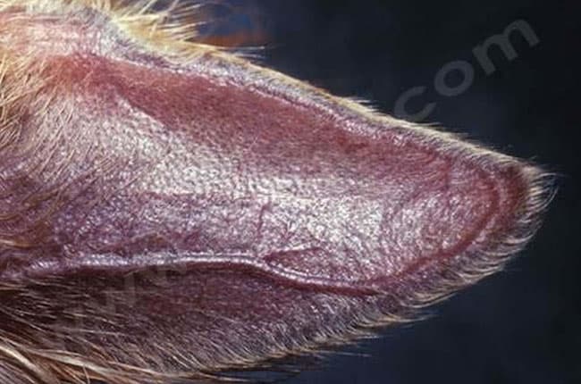Syndrome des oreilles de cuir chez le chien