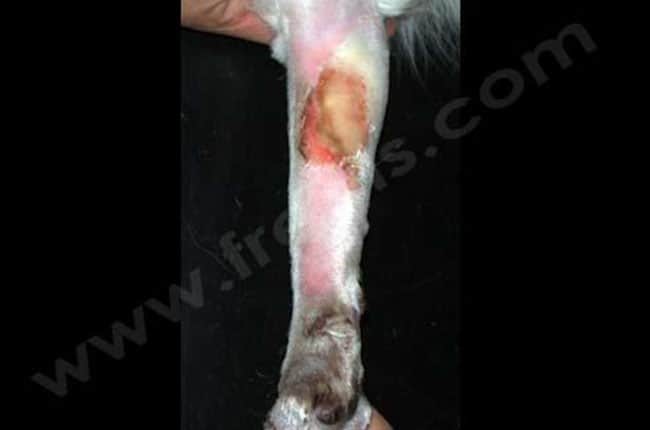 Thromboembolie aortique chez le chat
