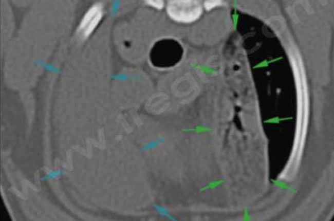 Torsion du lobe pulmonaire chez le chien