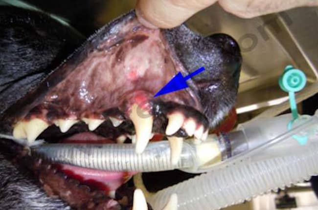 Tumeurs bucco-pharyngées chez le chien