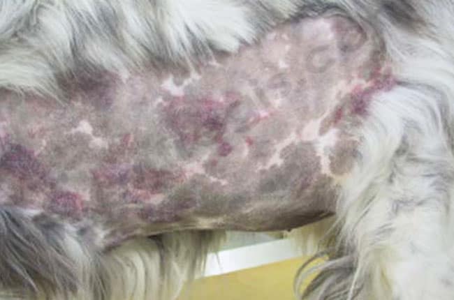 Coagulopathies chez le chien