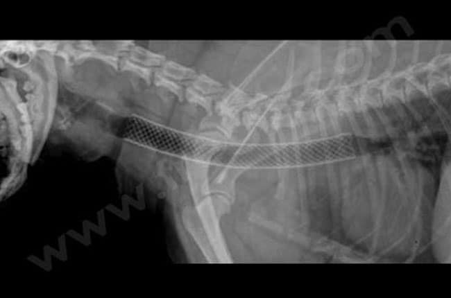 Collapsus trachéal chez le chien