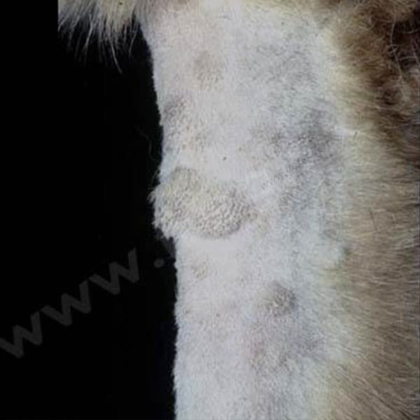 Cystadénocarcinome rénal chez le chien