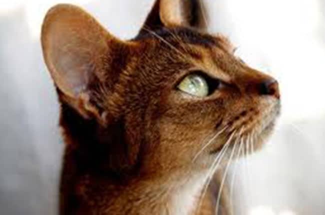 Dégénérescences héréditaires de la rétine chez le chat