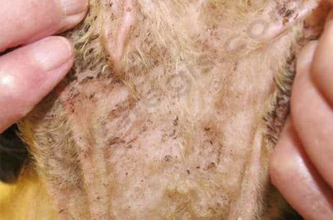 Dermatite à Malassezia chez le chat