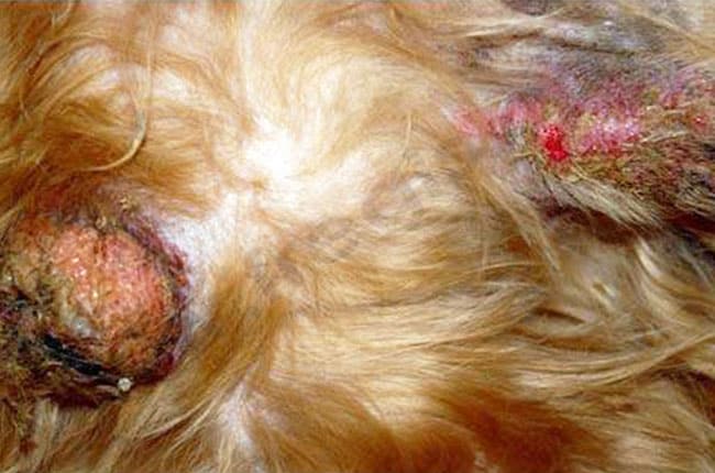 Dermatite de contact chez le chien
