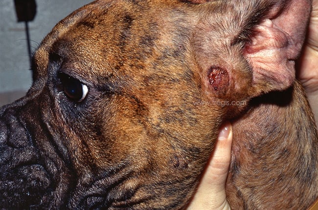 Dermatite éosinophilique œdémateuse chez le chien