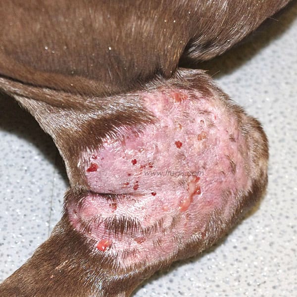Dermatite et pyodermite des points de pression chez le chien