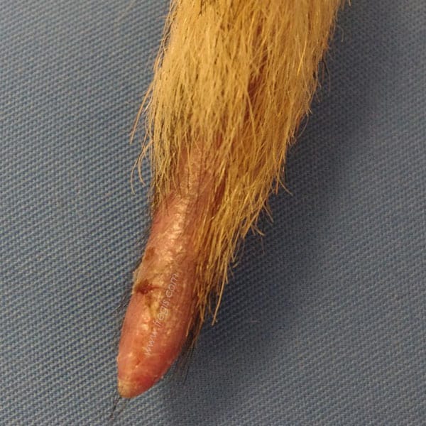 Dermatomyosite familiale chez le chien