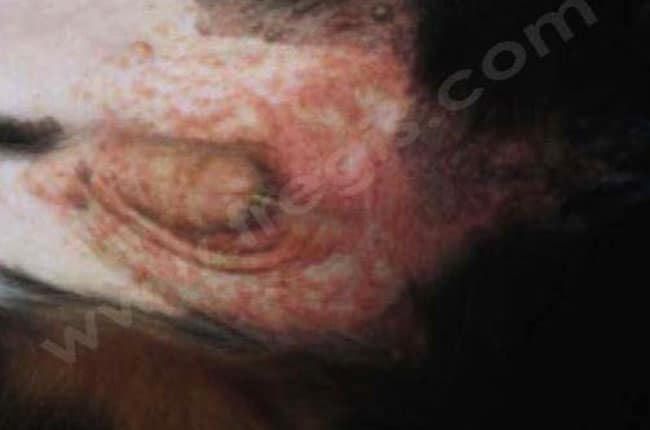 Dermatose répondant au Zinc chez le chien