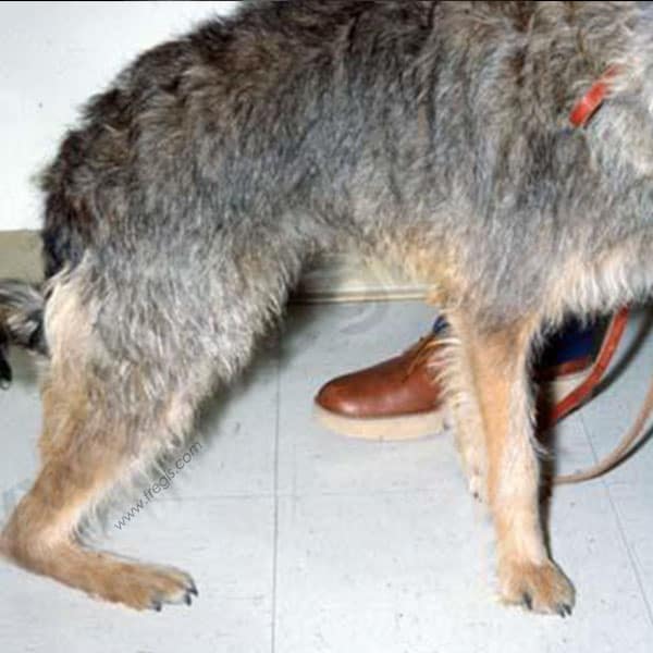 Atteinte (et "rupture") du tendon d'Achille (corde du jarret) chez le chien