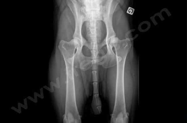 Dépistage radiographique d'une dysplasie de hanche chez le chien
