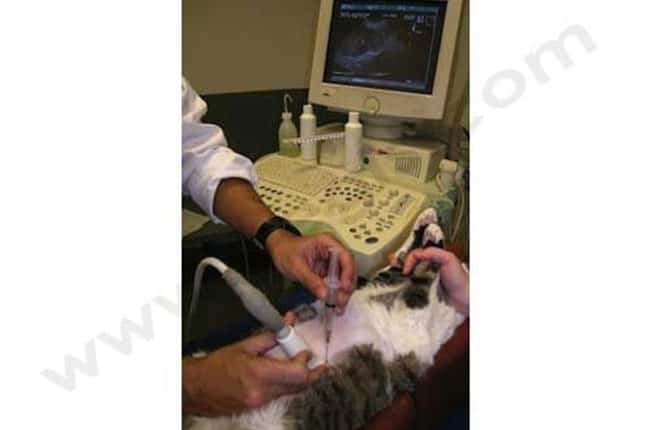 Echographie interventionnelle chez le chien et le chat