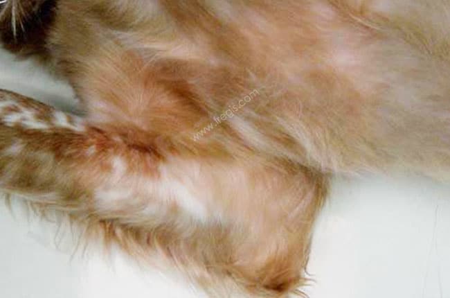 Dépistage radiographique d'une dysplasie du coude chez le chien