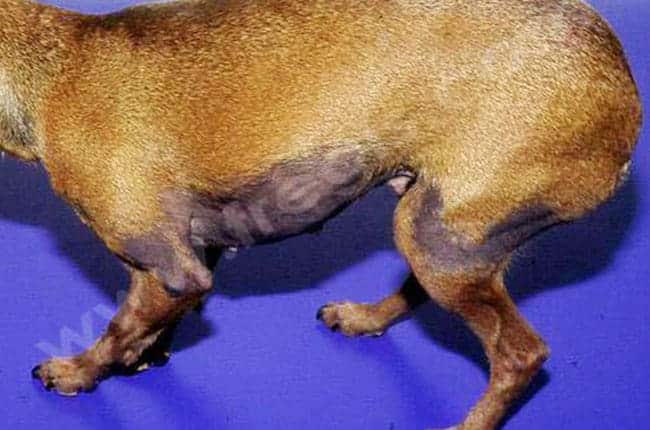 Dysplasie folliculaire cyclique chez le chien