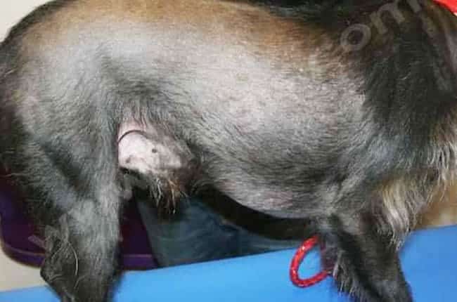 Dysplasie folliculaire des poils noirs chez le chien
