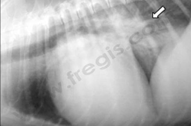 Endocardiose chez le chien