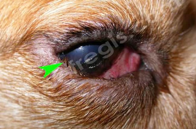 Entropion chez le chien