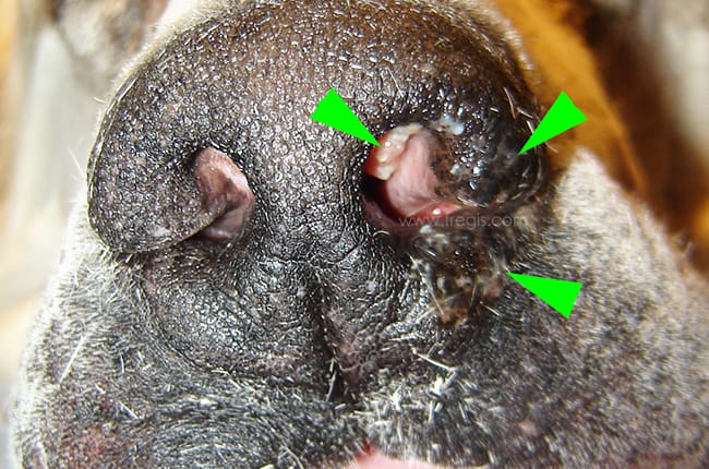 Fibrosarcome chez le chien