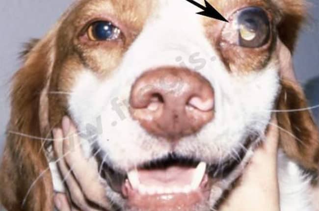 Glaucome chez le chien