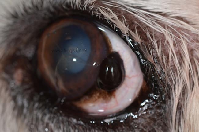 Mélanome oculaire chez le chien