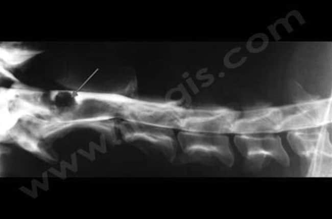 Myélographie vétérinaire chez le chien et le chat