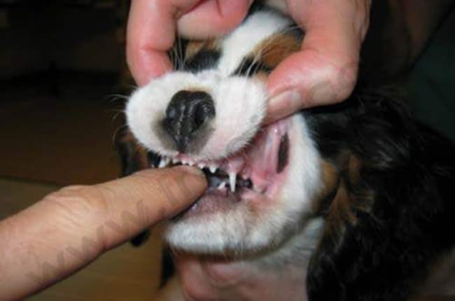 Myosite des muscles masticateurs chez le chien