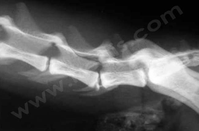 Paralysie des membres chez le chien
