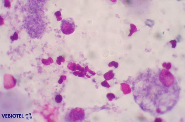Pneumocystose chez le chien