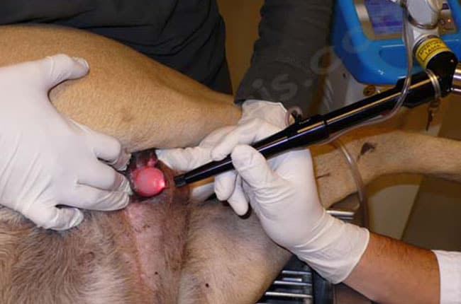 Prolapsus urétral chez le chien