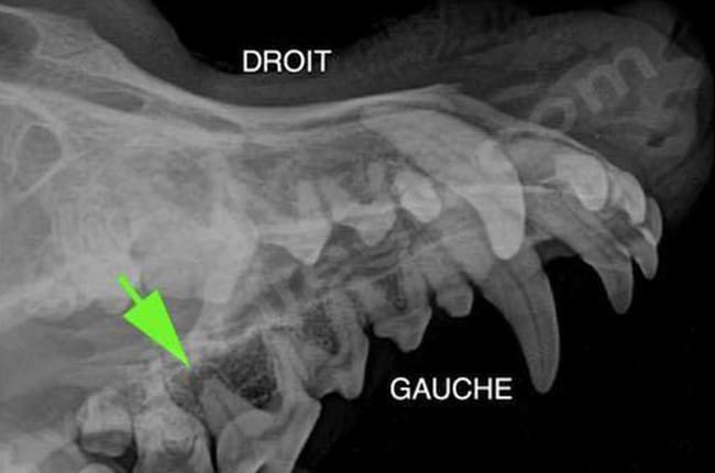 Radiographie vétérinaire